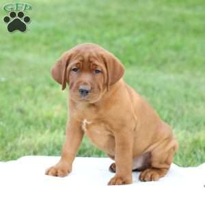 Duke, Fox Red Labrador Retriever Puppy